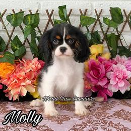 Nelly - Tri-color female Cavalier King Charles Spaniel puppy in Hollywood, Florida from World Class Cavaliers