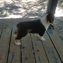 Australian Shepherd Puppies from Covenant View Farm Australian Shepherds