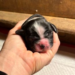 Tater - Black and white male Cocker Spaniel puppy in Warrensburg, Missouri from Hirt House Saints