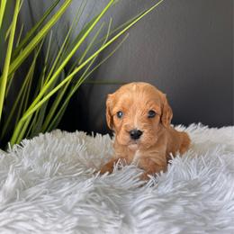 Remi - Brown male Cavapoo puppy in Gap, Pennsylvania from Coles Cavapoo’s