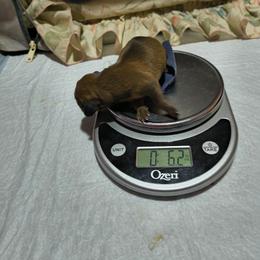 Coconut - Fawn (Isabella) male Dachshund puppy in Hollis, Oklahoma from Write Breed Doxies
