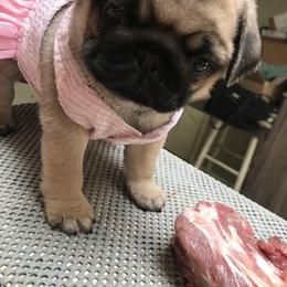 Pug Puppies from Pickwick Pugs