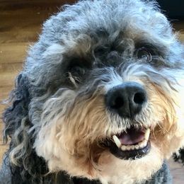 Minnie - Bernedoodle