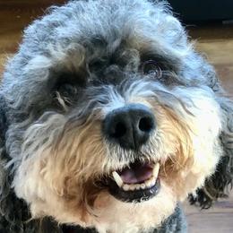 Minnie - Bernedoodle