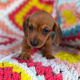 Bandit - Red male Dachshund puppy in Fayetteville, Arkansas from Natural State Dachshunds
