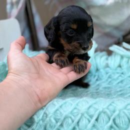 Tucker - Black and tan male Dachshund puppy in Decatur, Mississippi from KP Dachshunds