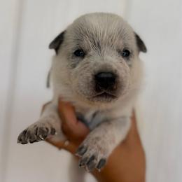 Neo - Blue mottled male Australian Cattle Dog puppy in Sahuarita, Arizona from A2 Australian Cattle Dogs