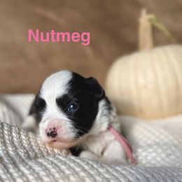 Nutmeg (Light pink collar) - Black and white female Havanese puppy in Silverton, Oregon from PNW Havanese