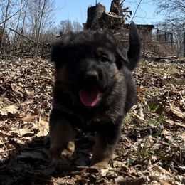 German Shepherd Puppies from Aus Gerstbrei German Shepherds