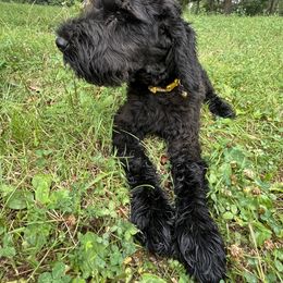 Yellow collar - Black female Giant Schnauzer puppy in Sedalia, Missouri from Valour's Giants
