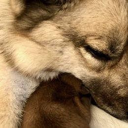 Pomskies from Aunt Bea’s Puppies
