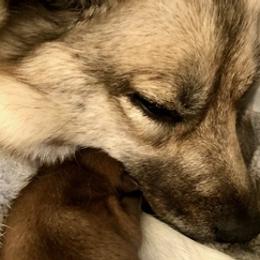 Pomskies from Aunt Bea’s Puppies