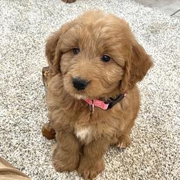 Girl 2 - female Goldendoodle puppy in Sugarcreek, Ohio from True Hearted Doodles