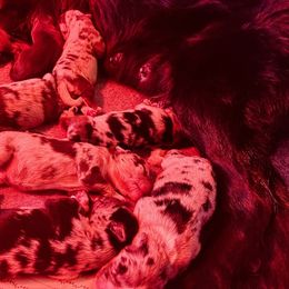 Australian Shepherd Puppies from Night Skye Aussies