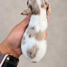 Appa - Dapple male Dachshund puppy in Jarales, New Mexico from Poker Paws Dachshunds