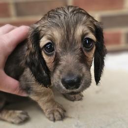 Dachshund Puppies from Royal Dackel Haus