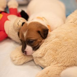 Golden Retriever and Jack Russell Terrier Puppies from Shelby Burleson's Golden Retrievers and Jack Russell Terriers