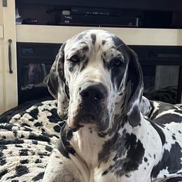 Billi - Great Dane