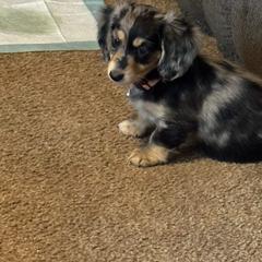 Dachshund puppies from Kristy's Dachshunds