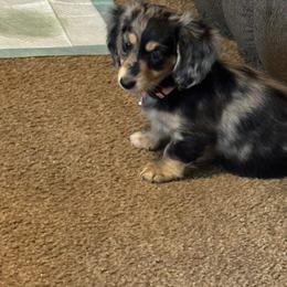 Dachshund puppies from Kristy's Dachshunds