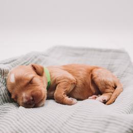 Green Boy - Red male Cavapoo puppy in Mckinney, Texas from Doodles of North Tx