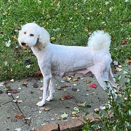 Aussiedoodles, Double Doodles, Goldendoodles, Labradoodles, and Poodles from Hope’s Doodles