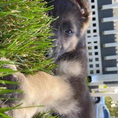 Chinese Cresteds and German Shepherds from New Era