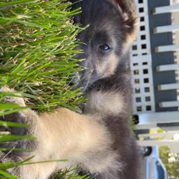 Chinese Cresteds and German Shepherds from New Era