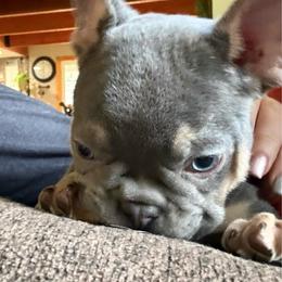 Pierre - Blue male French Bulldog puppy in Wolf Creek, Oregon from Dejah Bleu Bulldogs