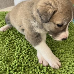 Anatolian Shepherd Dog Puppies from Heaven Can Wait Anatolians