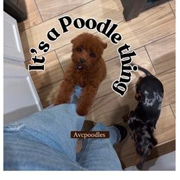 Poodle Puppies from Avcpoodles