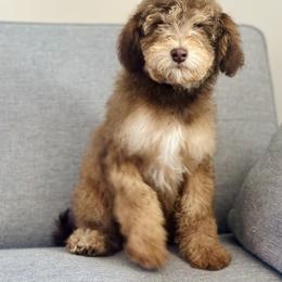 Greavard - Phantom male Goldendoodle puppy in Twin Falls, Idaho from Burrow & Bone