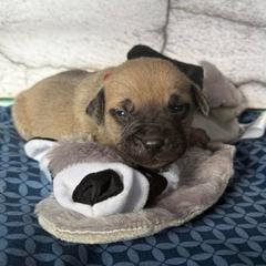 Raccoon - Yellow male Black Mouth Cur puppy in Warsaw, Missouri from Heritage Cow Dogs