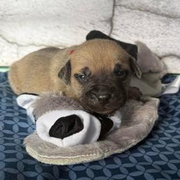 Raccoon - Yellow male Black Mouth Cur puppy in Warsaw, Missouri from Heritage Cow Dogs