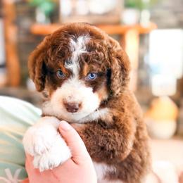 Tuplip - Brown and white female Aussiedoodle puppy in Beaver, Utah from Rocky Ridge Ranch