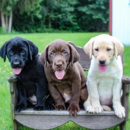 Labrador Retrievers from The Lab Clan