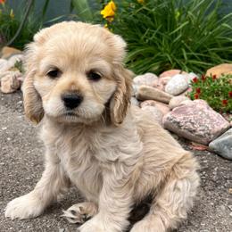 Boy 4 - Buff male Cocker Spaniel puppy in Trinidad, Colorado from Sweet Cockers
