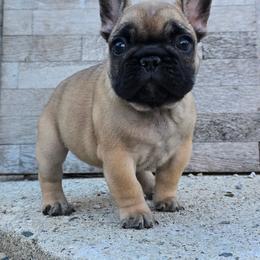 Foofa - Fawn female French Bulldog puppy in Wisconsin from Shameless Bulldogs LLC