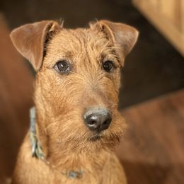 Flynn - Irish Terrier