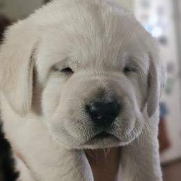 One available male - Yellow male Labrador Retriever puppy in Eugene, Oregon from Humphrey Retrievers