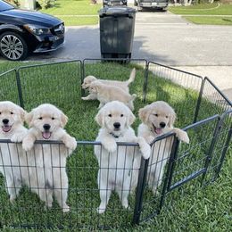 Golden Retriever Puppies from Laryssa Stefano