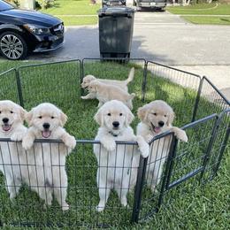Golden Retriever Puppies from Laryssa Stefano