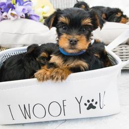 Yorkshire Terrier Puppies from Nicki's Yorkies