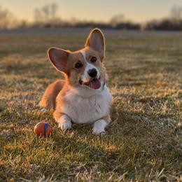 George - Pembroke Welsh Corgi