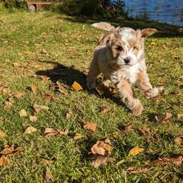 Aussiedoodle Puppies from Paisleys Doodles AK