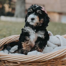 Bernedoodle and Goldendoodle Puppies from Doodles of North Tx