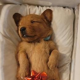 Golden Retriever Puppies from Cedar Life Goldens