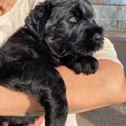Boy 4 - Black male Black Russian Terrier puppy in Oklahoma from Ter’Avalon Kennel