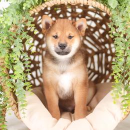 Naito - Red male Shiba Inu puppy in Neosho, Missouri from Sunny Terrace Shibas
