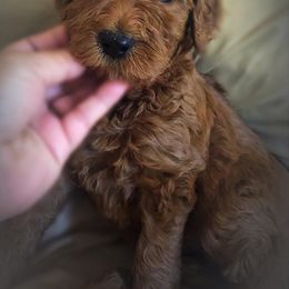 Goldendoodle Puppies from Sunkissed Doodles